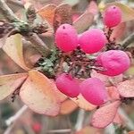 Berberis aggregata Fruit