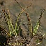 Eleocharis parvula Habitat