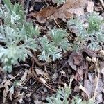 Artemisia frigida Blatt