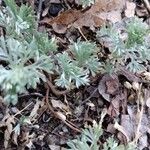 Artemisia frigida Leaf