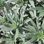 Echium brevirame List