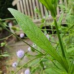 Succisella inflexa 葉