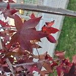 Liquidambar formosanaBlatt