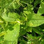 Doronicum austriacum Leaf