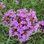 Verbena bonariensis花