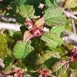 Cistus monspeliensis Foglia