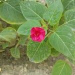 Mirabilis jalapaFlower