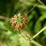 Trifolium michelianum Frucht