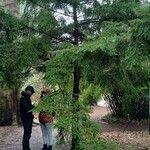 Tsuga diversifolia 形態