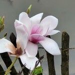 Magnolia × soulangeana Õis