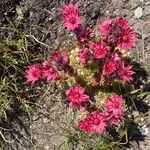 Sempervivum arachnoideumBlodyn