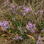 Limonium × neumanii Pokrój