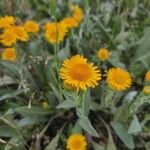 Pentanema oculus-christi Flower