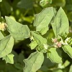 Atriplex suberecta Flower