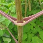 Dahlia imperialis Bark