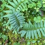 Polystichum acrostichoides ഇല