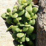 Polycarpon polycarpoides Libunga