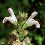 Salvia tomentosa Other