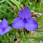 Tradescantia ohiensis Květ