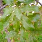 Quercus imbricaria List