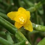 Rhipsalis clavata Flower