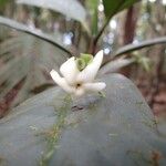 Atractocarpus pterocarpon Blomma