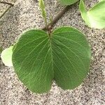 Ipomoea pes-caprae Feuille