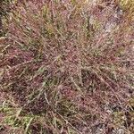 Eragrostis spectabilis Flower