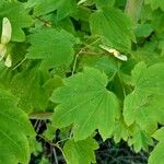 Acer circinatum পাতা