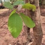 Madhuca longifolia 叶