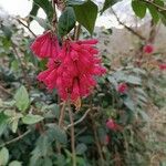 Cestrum elegans Çiçek