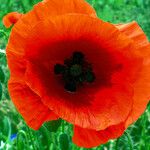 Papaver argemone Kvet