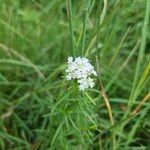 Pycnanthemum tenuifoliumŽiedas