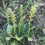 Neottia ovata Flower