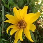 Wyethia angustifolia Flower