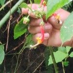 Centropogon granulosus Flower