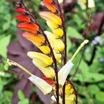 Ipomoea lobata Flor