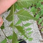 Campsis radicans Leaf
