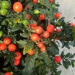 Solanum pseudocapsicum Yaprak