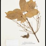 Hevea pauciflora