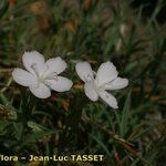 Dianthus gyspergerae ফুল