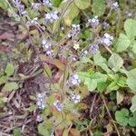 Myosotis ramosissima Habit