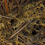 Utricularia minor Bark