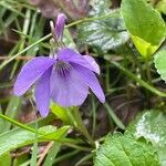 Viola riviniana പുഷ്പം