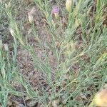 Rhaponticum repens Likasa