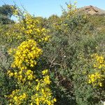 Cytisus spinosus Muu