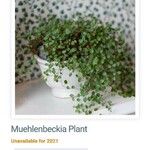 Muehlenbeckia complexaLeaf