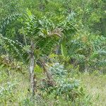 Bactris campestris List