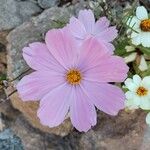 Cosmos bipinnatus Flower