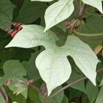 Mina lobata Leaf